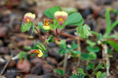 Geissaspis tenella